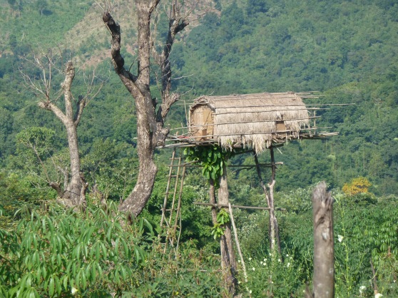 Une cabane perchée au-dessus d'une plantation